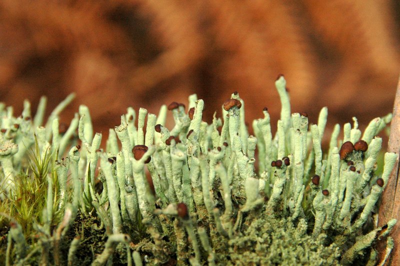 Lichens forestiers 3.3.2013 036